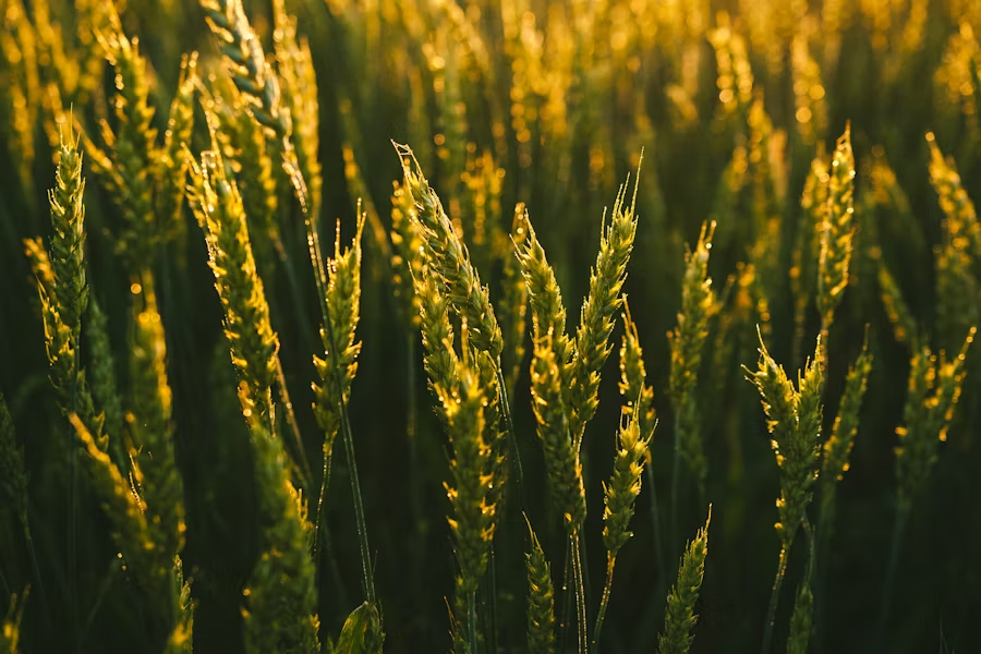 Golden wheat field at sunset